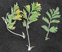 Attēlu rezultāti vaicājumam “Potentilla supina”