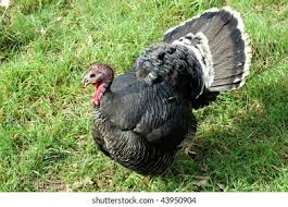 Attēlu rezultāti vaicājumam “Meleagris male”