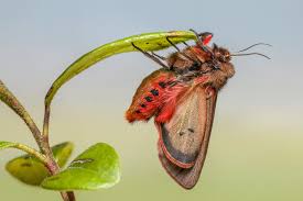 Attēlu rezultāti vaicājumam “Phragmatobia fuliginosa”