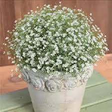 Attēlu rezultāti vaicājumam “Gypsophila paniculata”