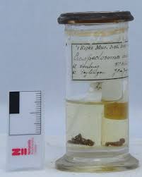 Attēlu rezultāti vaicājumam “Craspedosoma rawlinsi”