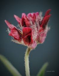Attēlu rezultāti vaicājumam “Anthyllis maritima bud”