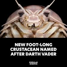 Image result for Seabug Divers