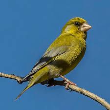Attēlu rezultāti vaicājumam “Chloris chloris male”