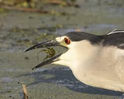 Attēlu rezultāti vaicājumam “Nycticorax nycticorax adult”