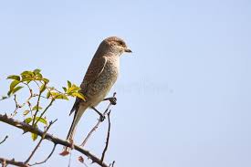 Attēlu rezultāti vaicājumam “Lanius collurio female”
