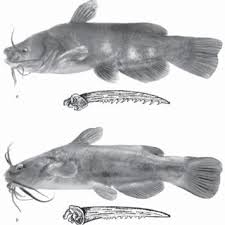 Image result for Ameiurus catus