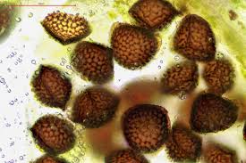 Attēlu rezultāti vaicājumam “Riccia sorocarpa macro”