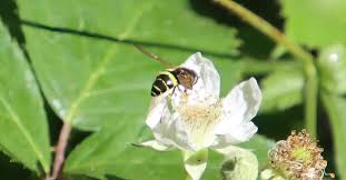 Attēlu rezultāti vaicājumam “Dasysyrphus tricinctus”