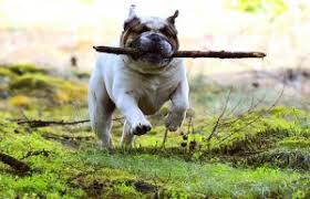 Image result for Bulldogs Power and strength