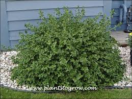 Attēlu rezultāti vaicājumam “Ribes alpinum”