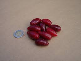 Attēlu rezultāti vaicājumam “Cornus mas fruit”