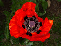 Image result for Papaver rhoeas