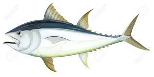 Image result for Thunnus thynnus