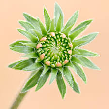 Attēlu rezultāti vaicājumam “Echinacea purpurea bud”