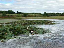 Image result for Dagenham Central Bowls Club