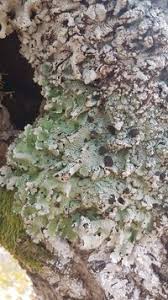 Attēlu rezultāti vaicājumam “Lobaria amplissima”