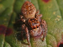 Attēlu rezultāti vaicājumam “Xanthogramma sp.”