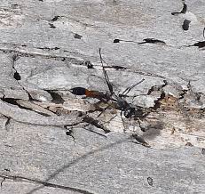 Attēlu rezultāti vaicājumam “Ammophila sp.”