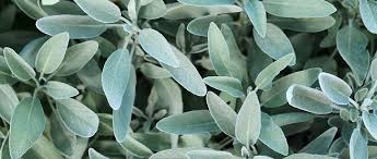 Image result for Salbei