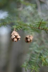 Attēlu rezultāti vaicājumam “Tsuga canadensis”