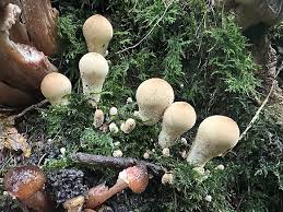 Attēlu rezultāti vaicājumam “Lycoperdon pyriforme young”