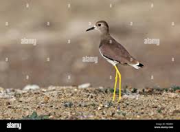 Image result for Vanellus leucurus