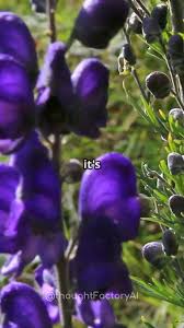 Attēlu rezultāti vaicājumam “Aconitum napellus bud”