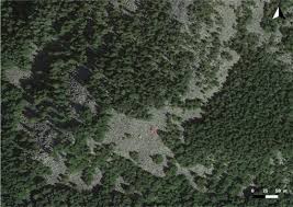 Attēlu rezultāti vaicājumam “Grimmia muehlenbeckii sporophyte”