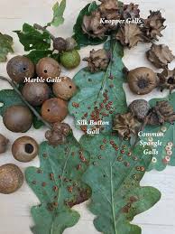 Attēlu rezultāti vaicājumam “gall”
