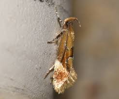 Attēlu rezultāti vaicājumam “Epicallima formosella”