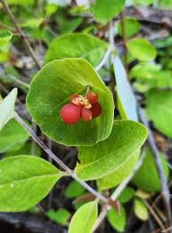 Attēlu rezultāti vaicājumam “Lonicera caprifolium fruit”