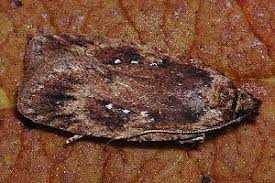 Attēlu rezultāti vaicājumam “Agonopterix ciliella”