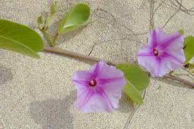 Image result for Ipomoea Lavender
