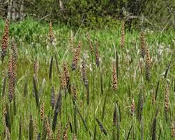 Attēlu rezultāti vaicājumam “Alopecurus pratensis fruit”