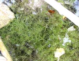 Attēlu rezultāti vaicājumam “Chara intermedia female”