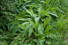 Attēlu rezultāti vaicājumam “Bunias orientalis bud”