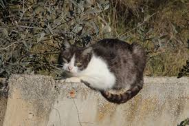 Attēlu rezultāti vaicājumam “Felis silvestris catus adult”