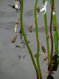 Attēlu rezultāti vaicājumam “Lobelia dortmanna leaf”