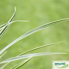 Attēlu rezultāti vaicājumam “Carex caryophyllea fruit”