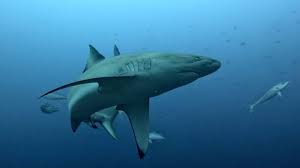 Image result for Carcharhinus galapagensis