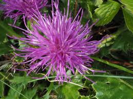 Attēlu rezultāti vaicājumam “Cirsium acaule flower”