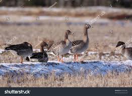 Image result for Anser fabalis