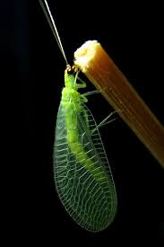 Attēlu rezultāti vaicājumam “Chrysopa”