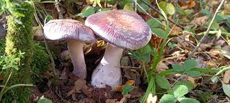 Attēlu rezultāti vaicājumam “Cortinarius praestans”