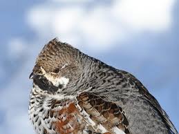 Attēlu rezultāti vaicājumam “Tetrastes bonasia”