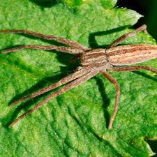 Attēlu rezultāti vaicājumam “Tibellus oblongus”