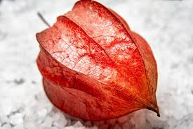 Attēlu rezultāti vaicājumam “Physalis alkekengi fruit”