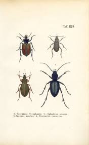 Attēlu rezultāti vaicājumam “Carabus clathratus”
