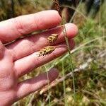 Attēlu rezultāti vaicājumam “Carex limosa fruit”